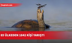 2023'ün en komik yaban hayatı fotoğrafları seçildi