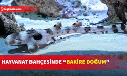 4 yıl hiçbir erkekle temas etmeyen köpekbalığı yavruladı