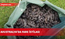 Balıkçı kasabaları fare istilasıyla mücadele ediyor