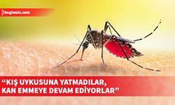Böcek profesöründen 'sivrisinek' uyarısı