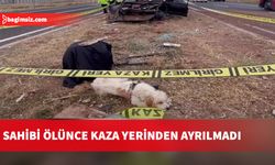 Sahibi ölünce kaza yerinden ayrılmadı