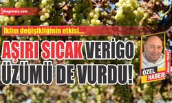 Aşırı sıcak verigo üzümü de vurdu!