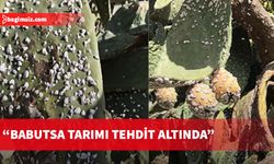 Bitki Koruma Uzmanı Dr. Mine Erdal: Babutsa tarımı tehdit altında