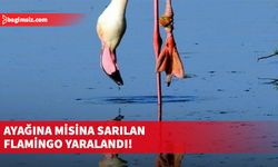 Ayağına misina sarılan flamingo yaralandı!