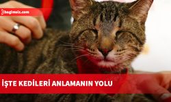 Bilim insanları, kedileri anlamanın yolunu gösterdi