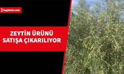 Devlet Üretme Çiftlikleri Dairesine ait zeytin bahçesindeki ürün dalından kapalı zarf usulü satılacak