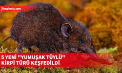 Güneydoğu Asya'daki keşif, "The Zoological Journal of the Linnean Society" adlı dergide yayımlandı