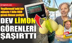 Dev limon görenleri şaşırttı