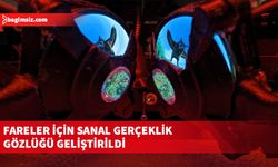 Fareler için sanal gerçeklik gözlüğü geliştirildi