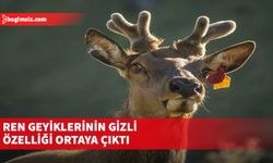 Ren geyiklerinin gizli özelliği ortaya çıktı