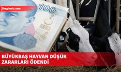 Büyükbaş hayvan düşük zararları ödendi