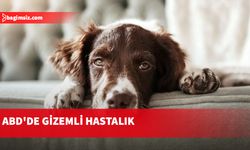 Köpekler arasında yayılıyor!