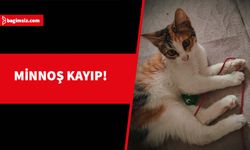 Minnoş adlı kedi, Lefkoşa Çağlayan bölgesinde kayboldu