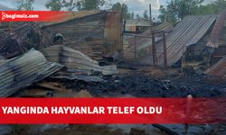 Gönyeli’de bir ağılda çıkan yangında hayvanlar telef oldu