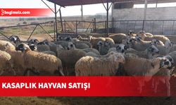 Kasaplık hayvan satışı