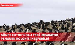 Güney Kutbu'ndaki imparator penguen koloni sayısı 66'ya yükseldi