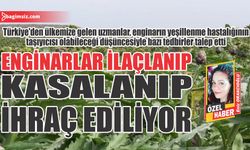 Enginarlar ilaçlanıp, kasalanıp ihraç ediliyor