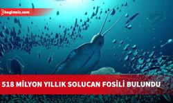 518 milyon yıllık solucan fosili bulundu