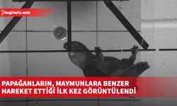 Papağanların, maymunlara benzer hareket ettiği ilk kez görüntülendi