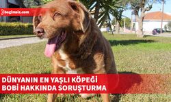 Dünyanın en yaşlı köpeği olarak bilinen Bobi hakkında soruşturma