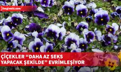 Çiçekler "daha az seks yapacak şekilde" evrimleşiyor...