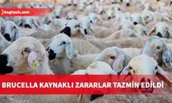 Brucella kaynaklı zararlar tazmin edildi