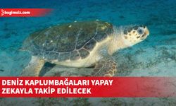 Deniz kaplumbağaları yapay zekayla takip edilecek