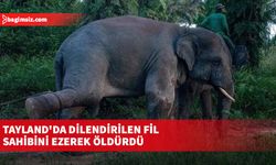 Tayland'da dilendirilen fil sahibini ezerek öldürdü