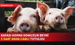 Kafası vücudundan kopan domuzun beyni 5 saat daha canlı tutuldu