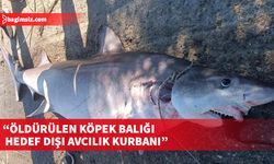 1190 Yaban Hayat Destek Hattı, Yedidalga’da öldürülen nadir görülen kum kaplanı köpek balığıyla ilgili açıklama yaptı