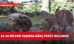 Uşak'ta 10 ile 16 milyon yıllık olduğu belirlenen 2 ağaç fosili bulundu