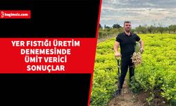 Yer fıstığı üretiminde dönüm başına 50 bin TL net gelir elde edilebilecek