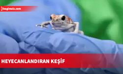 Bilim insanları kurbağanın bacağında filizlenen mantar keşfetti