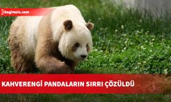 Sadece Çin'de yaşayan bu pandalar renkleriyle dikkat çekiyor