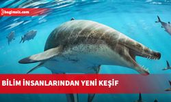 Dinozor çağında yaşamış "korkunç yüzlü" dev deniz kertenkelesi türü keşfedildi