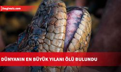 Dünyanın en büyük yılanı keşfedildikten birkaç hafta sonra ölü bulundu