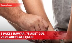 6 paket havyar, 75 adet gül ve 20 adet lale çaldı