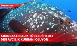 Nesli tehlike altındaki kıkırdaklı balık türleri hedef dışı avcılık kurbanı oluyor