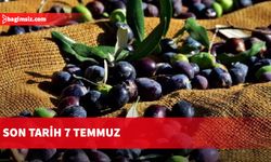 Zeytin işletmelerinin kayıt ve onay işlemleri için son tarih 7 Temmuz