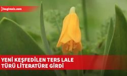 Yeni keşfedilen ters lale türü literatüre girdi