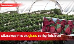 Çilekler rengi, tadı ve aromasıyla ilgi görüyor...