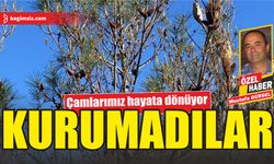 Çamlarımız hayata dönüyor