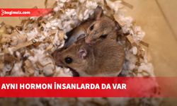 Bazı farelerin neden tek eşli olduğu ortaya çıktı