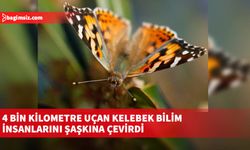 4 bin kilometre uçup okyanus geçen kelebek bilim insanlarını şaşkına çevirdi