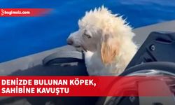 Köpek, sahibiyle birlikte denizde balık tutarken düşmüş...