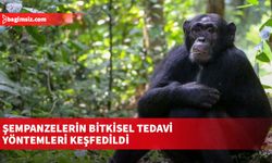 Şempanzelerin bitkisel tedavi yöntemleri keşfedildi