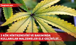 3 kök hintkeneviri ve bakımında kullanılan malzemeler ele geçirildi…