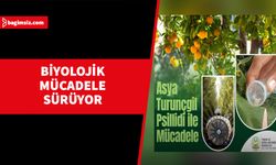 Turunçgil zararlısı için mücadele çalışmaları sürüyor...