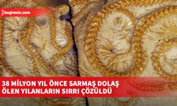 38 milyon yıl önce sarmaş dolaş ölen yılanların sırrı çözüldü