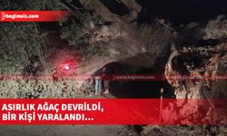 Asırlık ağaç devrildi, bir kişi yaralandı…